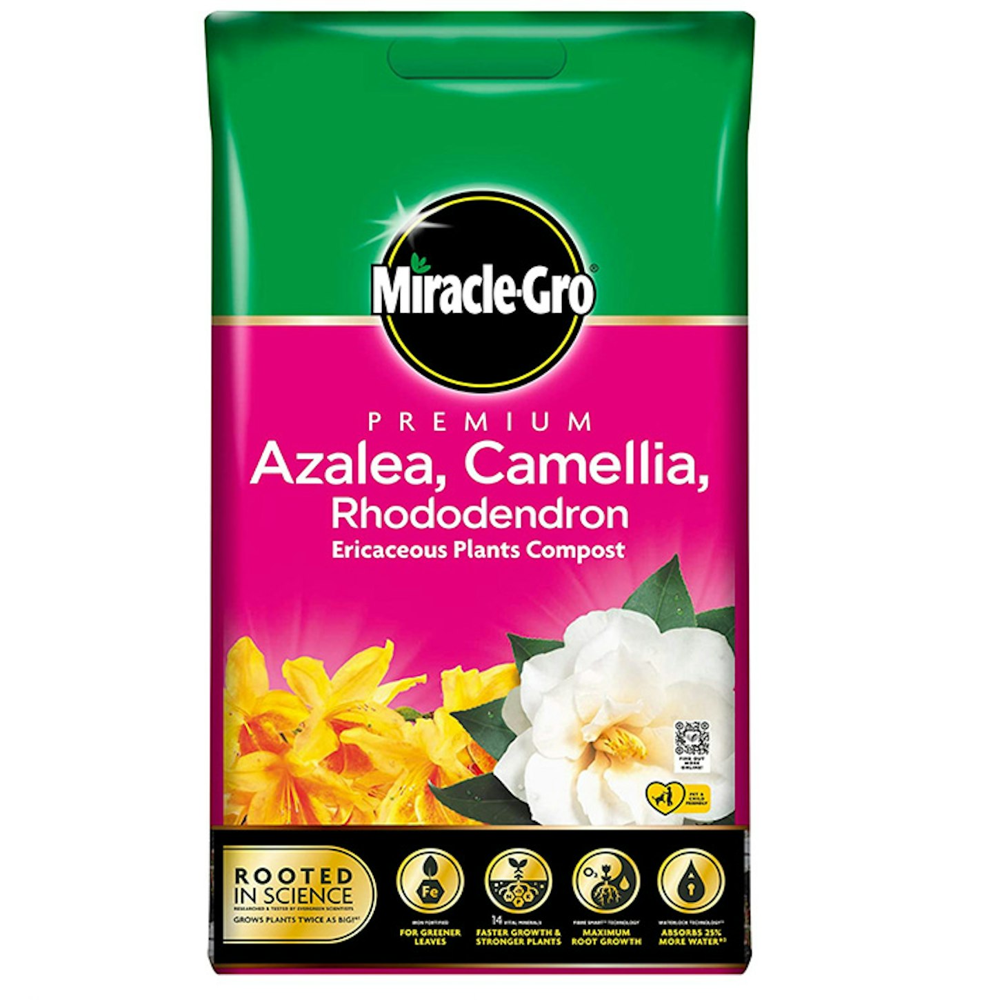 How to grow and care for Hydrangeas this summer